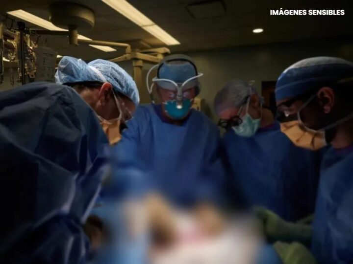 Trasplantaron en EE.UU un riñón de cerdo a un hombre con muerte cerebral